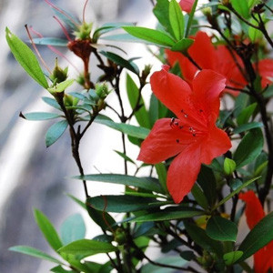 [Huế] Thác Đỗ Quyên – Nàng tiên ngủ quên giữa rừng Bạch Mã