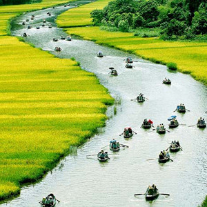 [Du lịch] Tam Cốc vàng ươm màu lúa chín