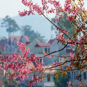 Lạc lối với Mai Anh Đào ở Đà Lạt mùa xuân này 