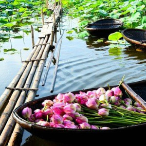 ​Đẹp ngỡ ngàng đồng sen Tháp Mười