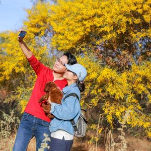 (PT) Sống ảo tẹt ga với RỪNG KEO LÁ VÀNG đang hot rần rần ở sát Phan Thiết