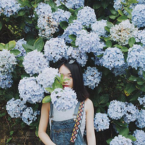 Lùng ra vườn hoa cẩm tú cầu yêu kiều sánh ngang với Đà Lạt