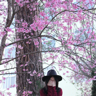 Set kèo check-in ngay lễ hội hoa anh đào rực hồng cả trời Đà Lạt mùa xuân này!