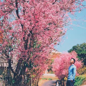 Háo hức hóng tin LỄ HỘI HOA ANH ĐÀO sắp được tổ chức ở Đà Lạt