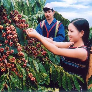 [BMT] Cập nhật lịch diễn ra lễ hội cà phê Buôn Ma Thuột 2017