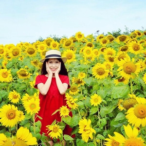 Nở rộ cả đồi hoa mặt trời tháng 12 vàng rực khắp Nghệ An 