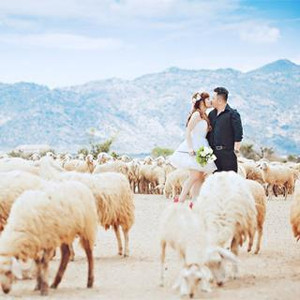 Sống ảo banh xác ở CÁNH ĐỒNG CỪU NINH THUẬN đẹp thơ mộng