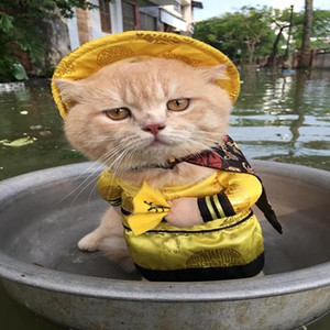 Săn lùng ra CHÚ MÈO NỔI TIẾNG KHẮP CHỢ HẢI PHÒNG hết bán các lại trông phản thịt