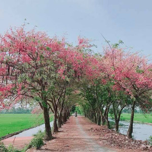 Chỉ biết thèm thuồng khi phát hiện con đường "HOA ANH ĐÀO miền Tây"