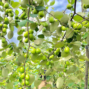 Lộ diện vườn táo sơ ri ăn thoả thích chỉ với 20k