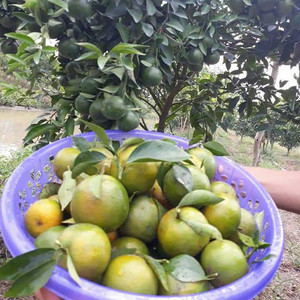 Ăn thỏa thuê vườn cam quýt bưởi đang mùa sai trĩu quả