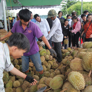 Cơ hội ngàn năm có một, đổ xô đi ăn sầu riêng siêu rẻ chỉ 19k/kg