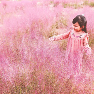 Đồi cỏ hồng ở Gia Lai đốn tim các bánh bèo đến chụp hình sống ảo