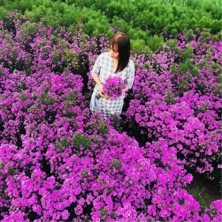 Đẹp ngỡ ngàng CÁNH ĐỒNG HOA 'LAVENDER' giữa Vũng Tàu