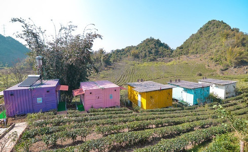 Chu du Mộc Châu, ngủ nhà container ngập sắc giữa rừng cải, rừng mận.