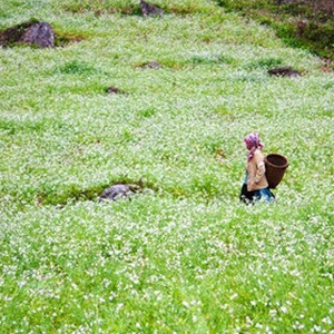 Bùng nổ ngắm hoa tam giác mạch trắng ngợp trời Thái Nguyên