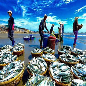 Top 4 thiên đường hải sản tuyệt nhất Việt Nam