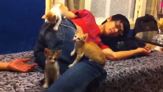 Mới tìm thêm được quán Cafe Mèo này