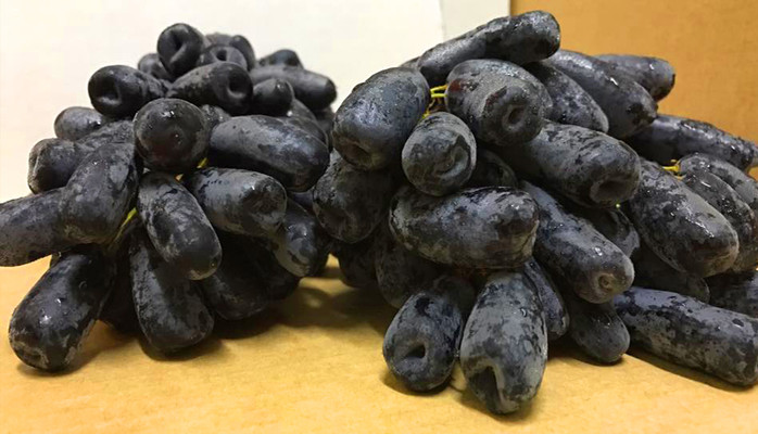 Hamona Fruits - Trái Cây Nhập Khẩu
