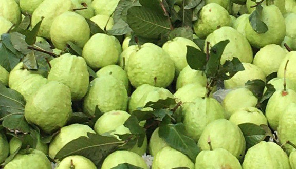 Bin Bin - Trái Cây Tươi - Nam Hoà