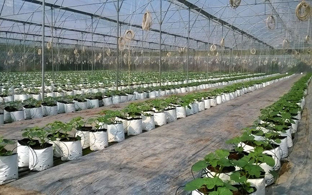 Nông Sản Tâm - Nông Sản Hữu Cơ Sạch