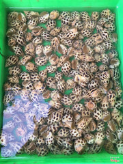 ỐC huong rang muoi va hap sa
