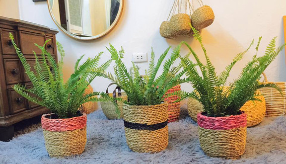 Date The Dream - Vườn Cây Cảnh