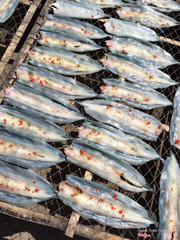 Cá xanh xương 🐟🐟🐟