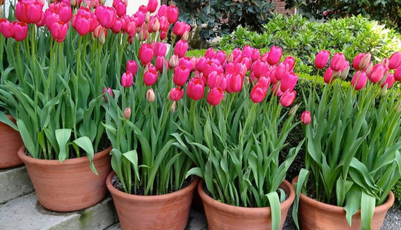 Hạt Giống Sỉ - Nguyễn Phong Sắc