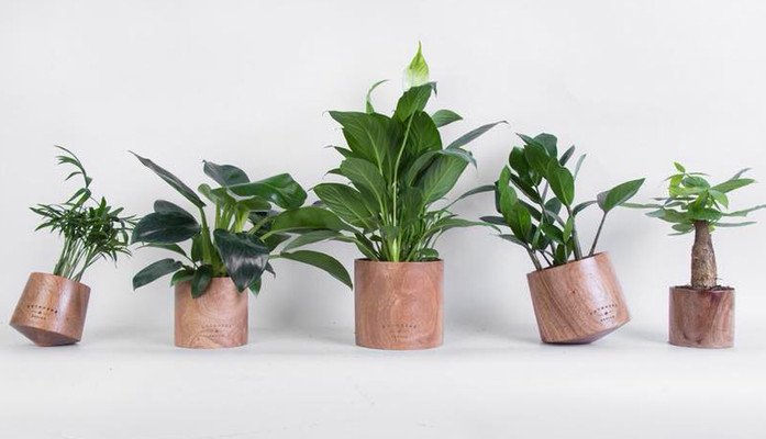 Cây Cảnh Anywhere Design - Ấu Triệu