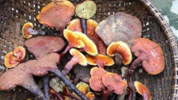 Đặc Sản 365 - Thảo Dược Tây Bắc - Lê Văn Thịnh