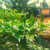 Trần Lê