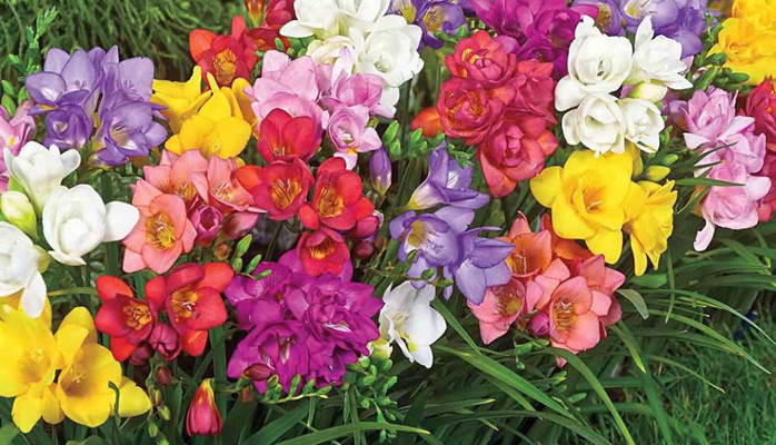 Như Ngọc - Siêu Thị Hạt Giống