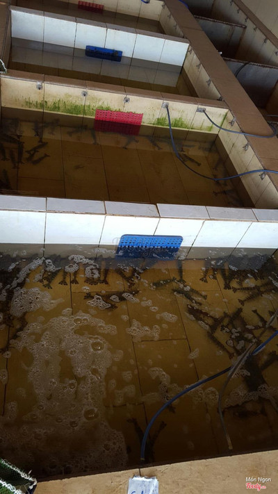 Hệ thống hồ chứa đảm bảo hải sản sống