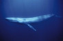 blue-whale