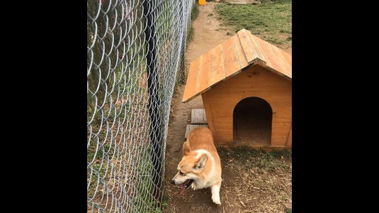 Dành cho những bạn có tình yêu với mấy em chó.