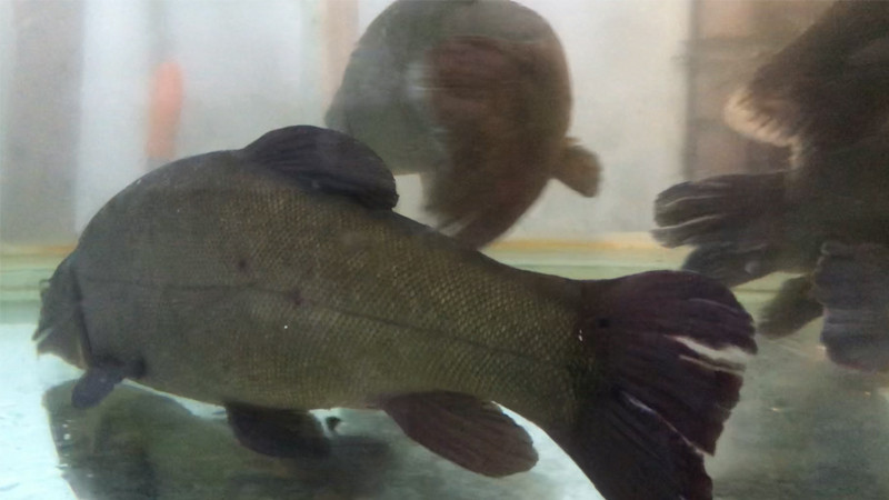 🐠CÁ QUẾ - THỊT NGỌT NHƯ CÁ HỒI🤤