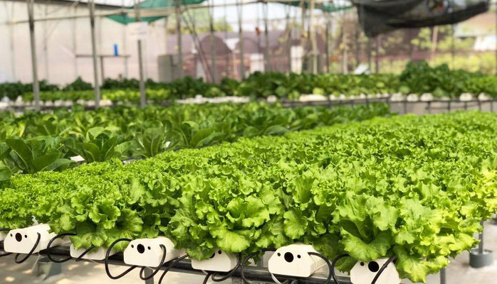 Hot Farm - Thực Phẩm Sạch Online