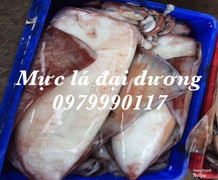 Mực lá đại dương size 1-3kg/ con