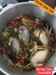 Bồ Câu Tiềm Thuôc Bắc 150k/1Phần