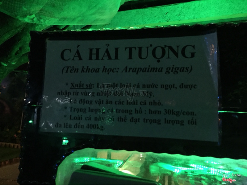 Hồ cá 