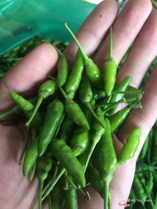 Hạt Tiêu Xanh:  Tungkhan.com.vn - 0981.362.546