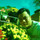 Viet Hoang