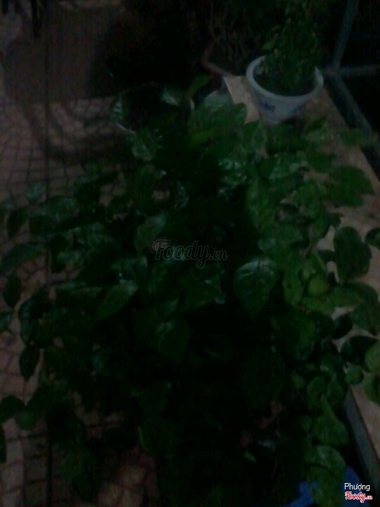 Không gian cây xanh bên ngoài của vườn hòa Thư Thảo