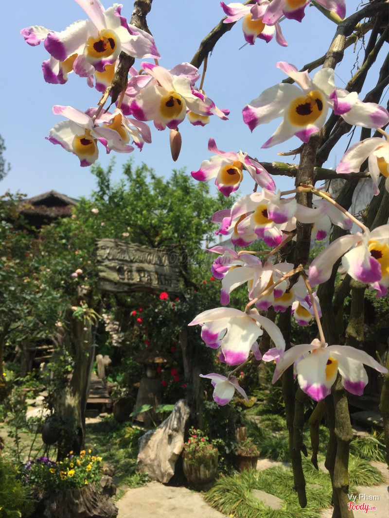 hoa lan sapa khi