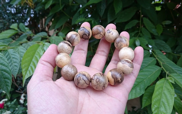 Trầm Hương Việt Nam - Hồ Xuân Hương