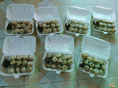 Bánh tráng lụi YAM 