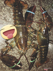 TÔM HÙM ALASKA SỐNG