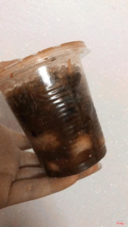 30 NGHÌN chưa được 10 quả CÚT LỘN XÀO ME