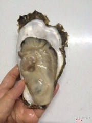 Hàu sữa Long Sơn. Giá 21k/con